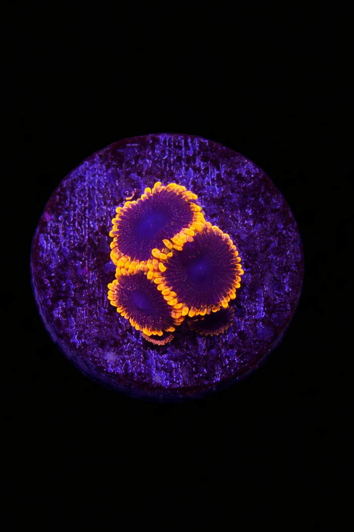 WYSIWYG Zoa (A5)