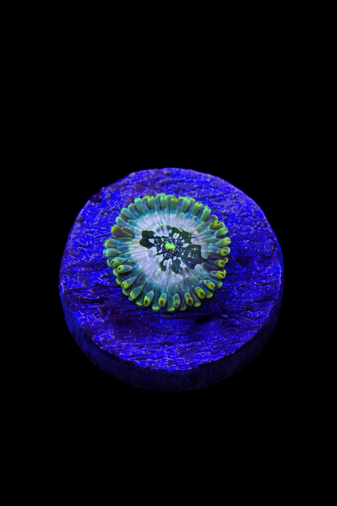 WYSIWYG Zoa (A8)