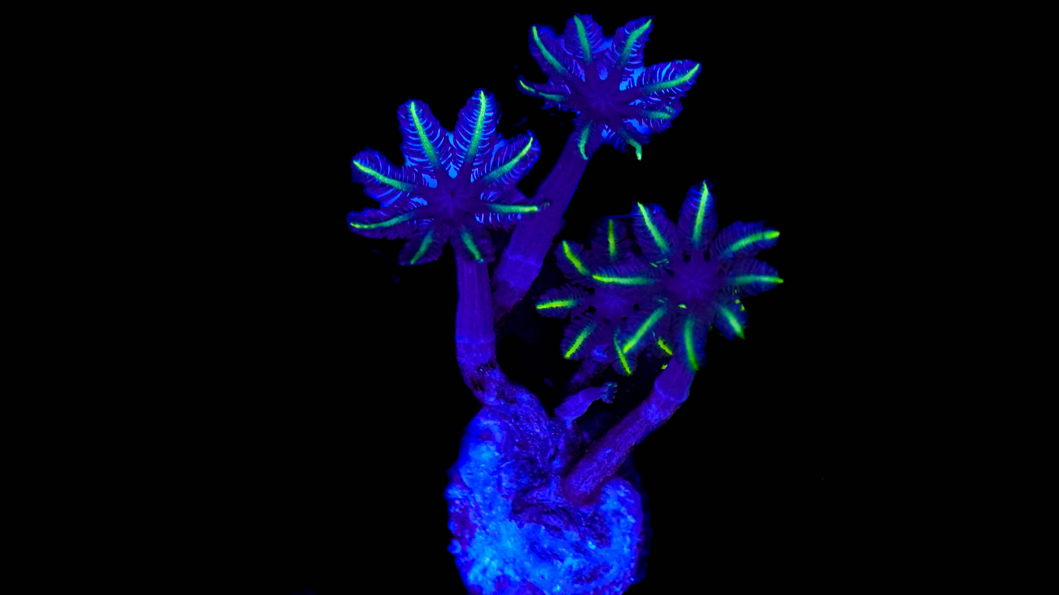 WYSIWYG Clove Polyp Frag