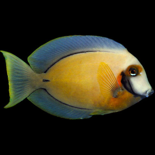 Mimic Surgeonfish