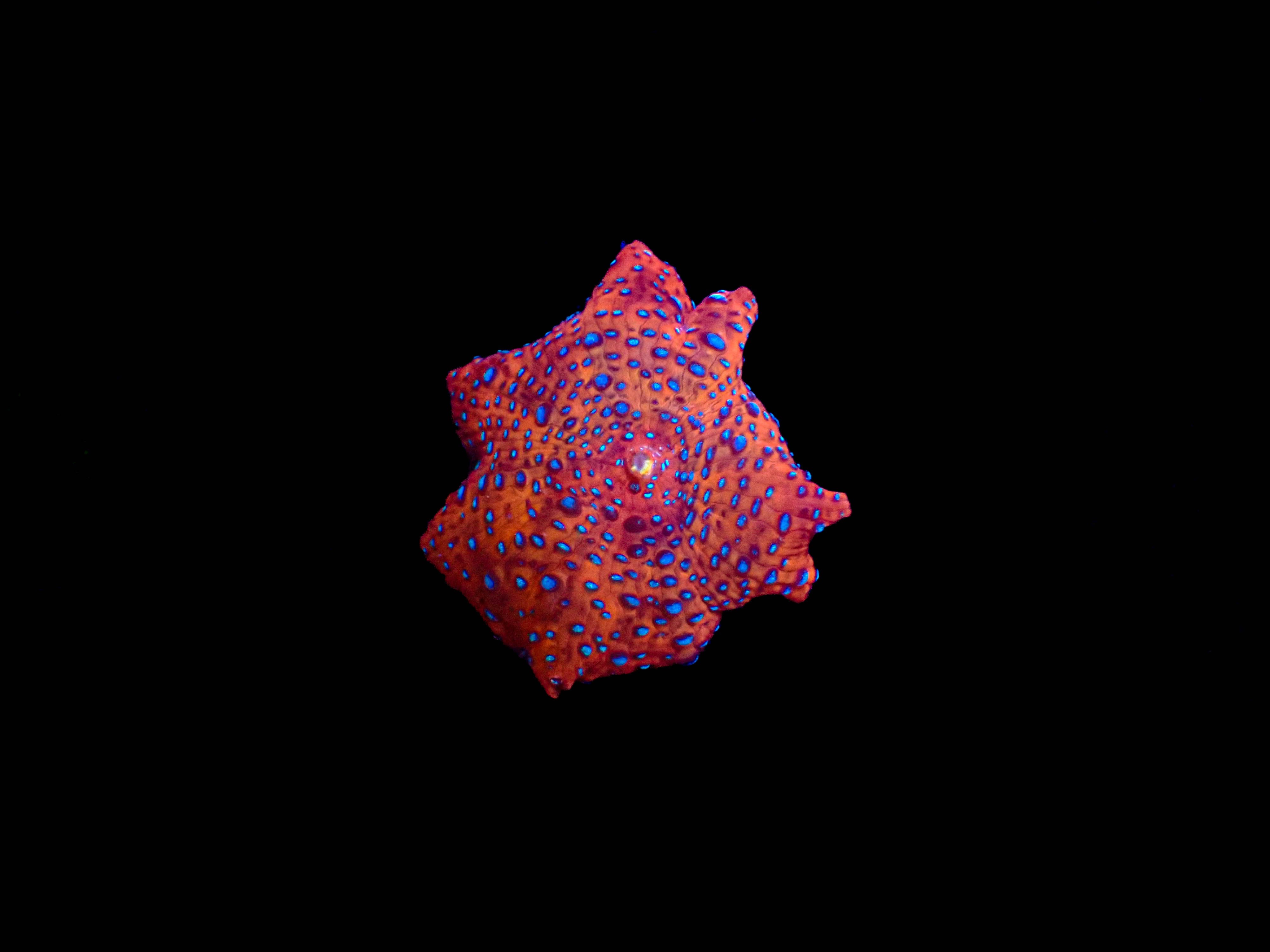 Superman Discosoma Mushroom