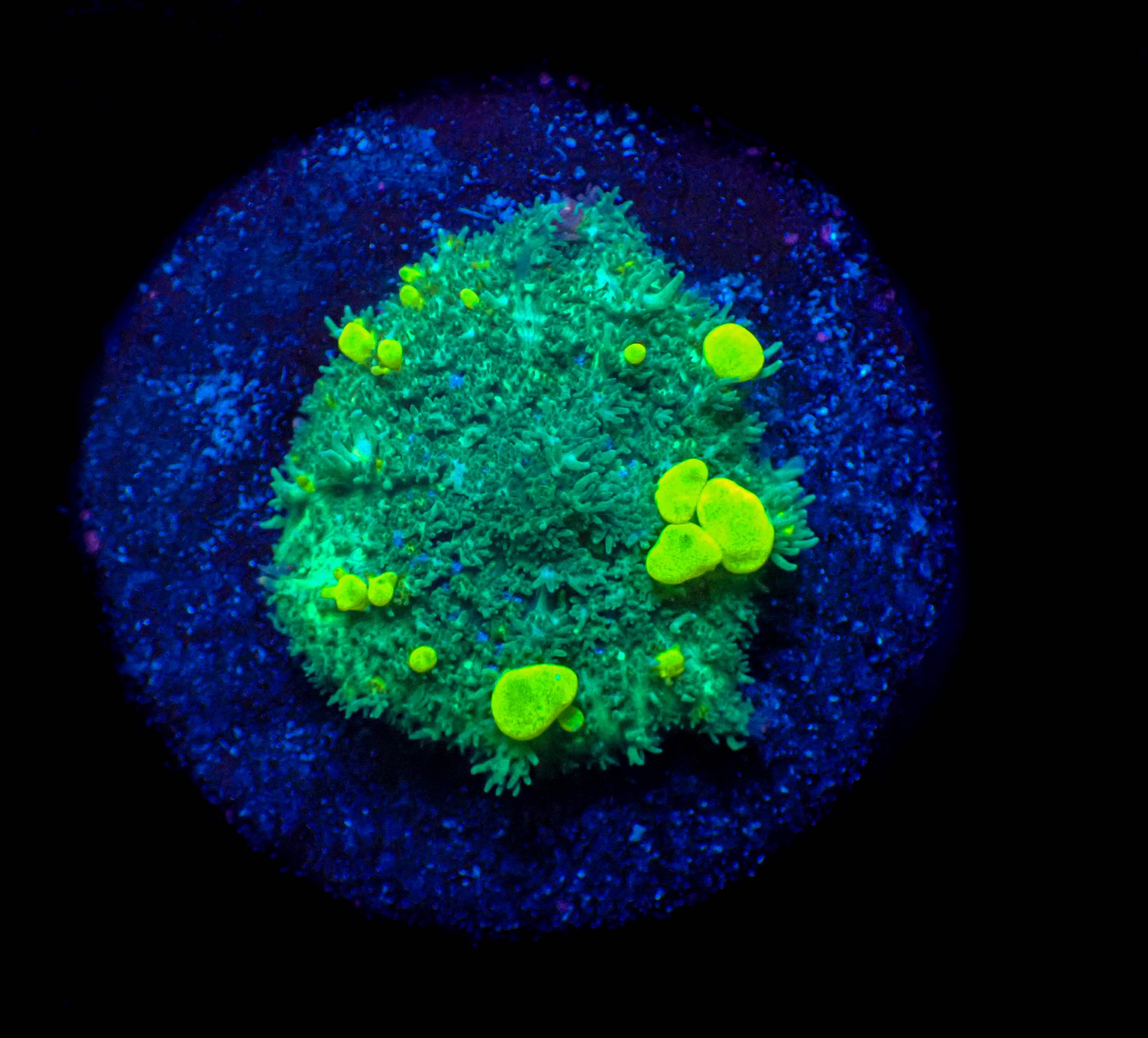 Fuzzy Lime Bounce Mushroom