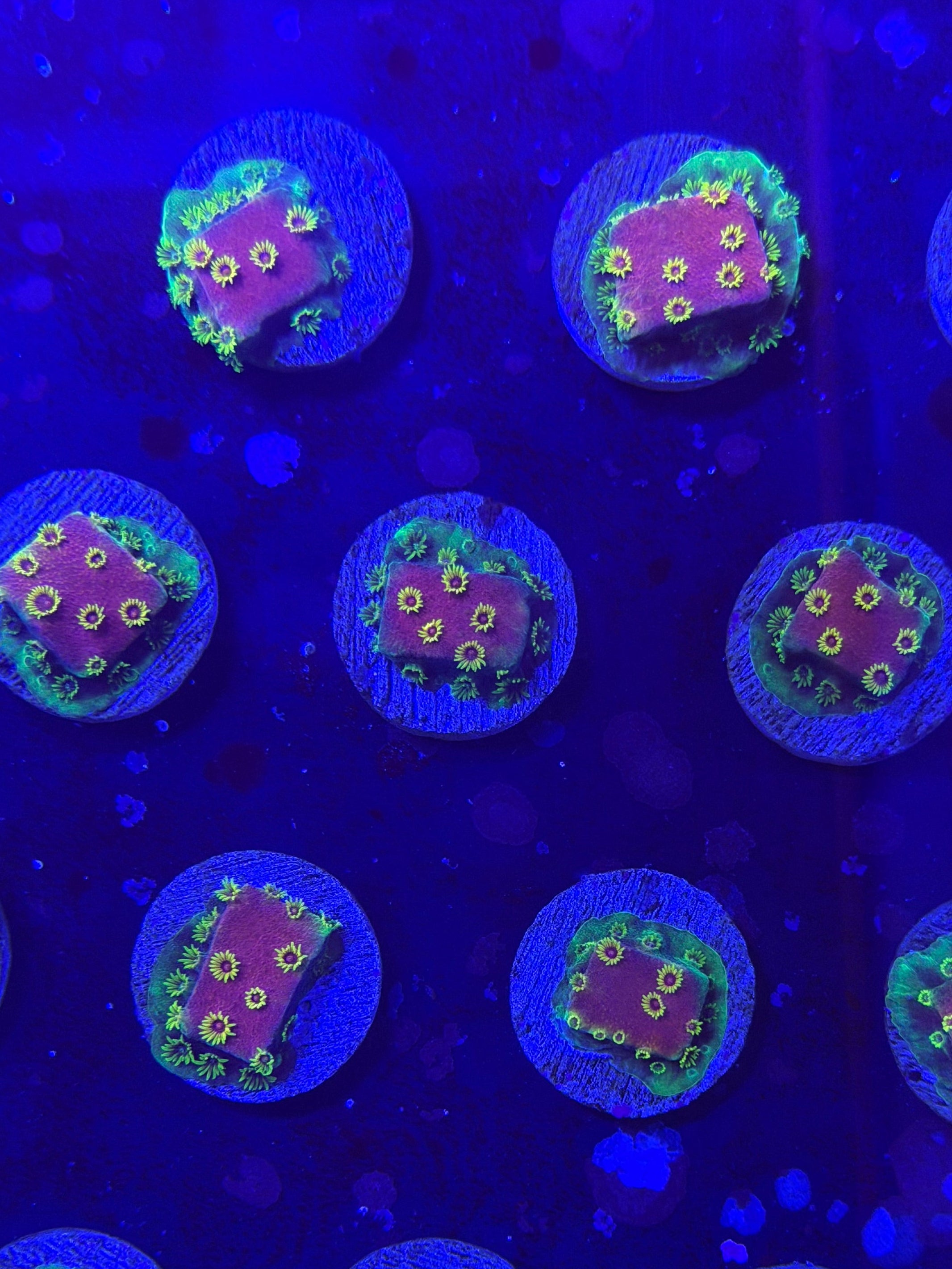 Firewalker Cyphastrea Frag