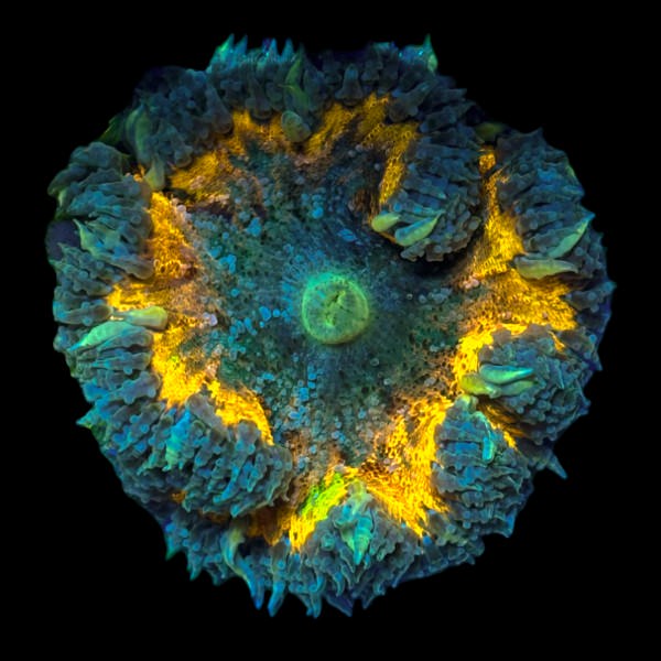 Rock Flower Anemone (Green/Yellow)