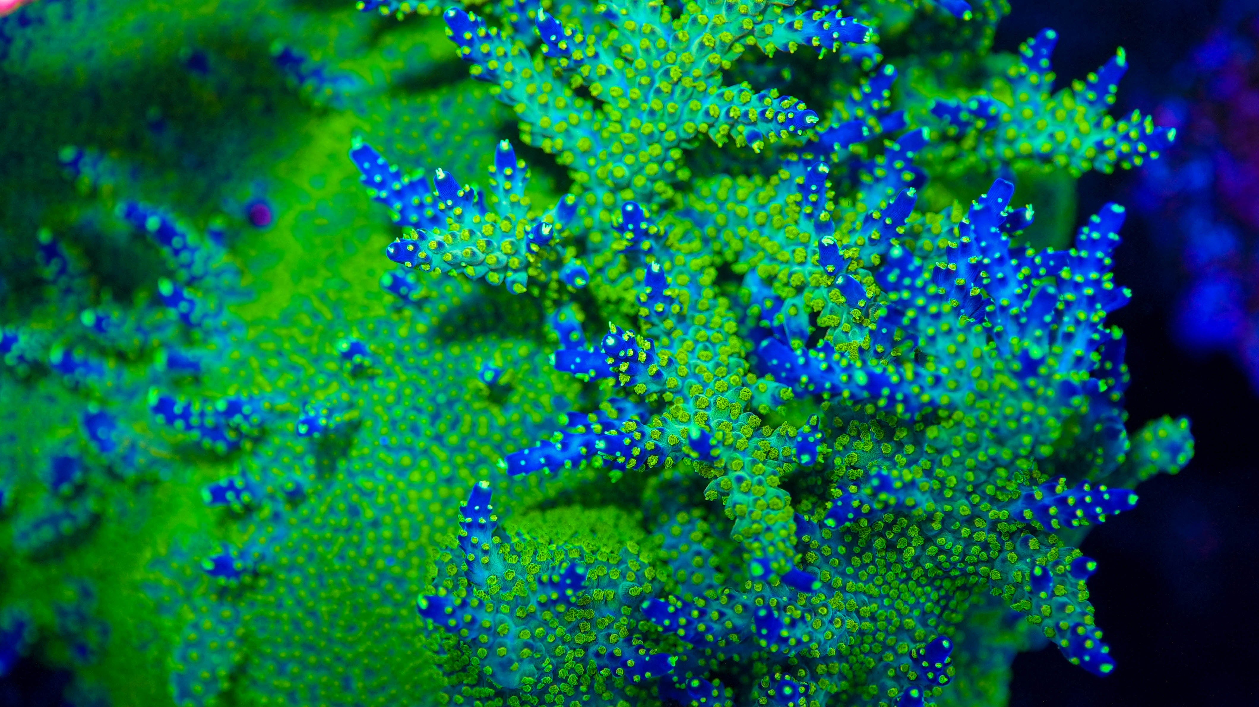 CUT-TO-ORDER Acropora Valida 'Bonsai'