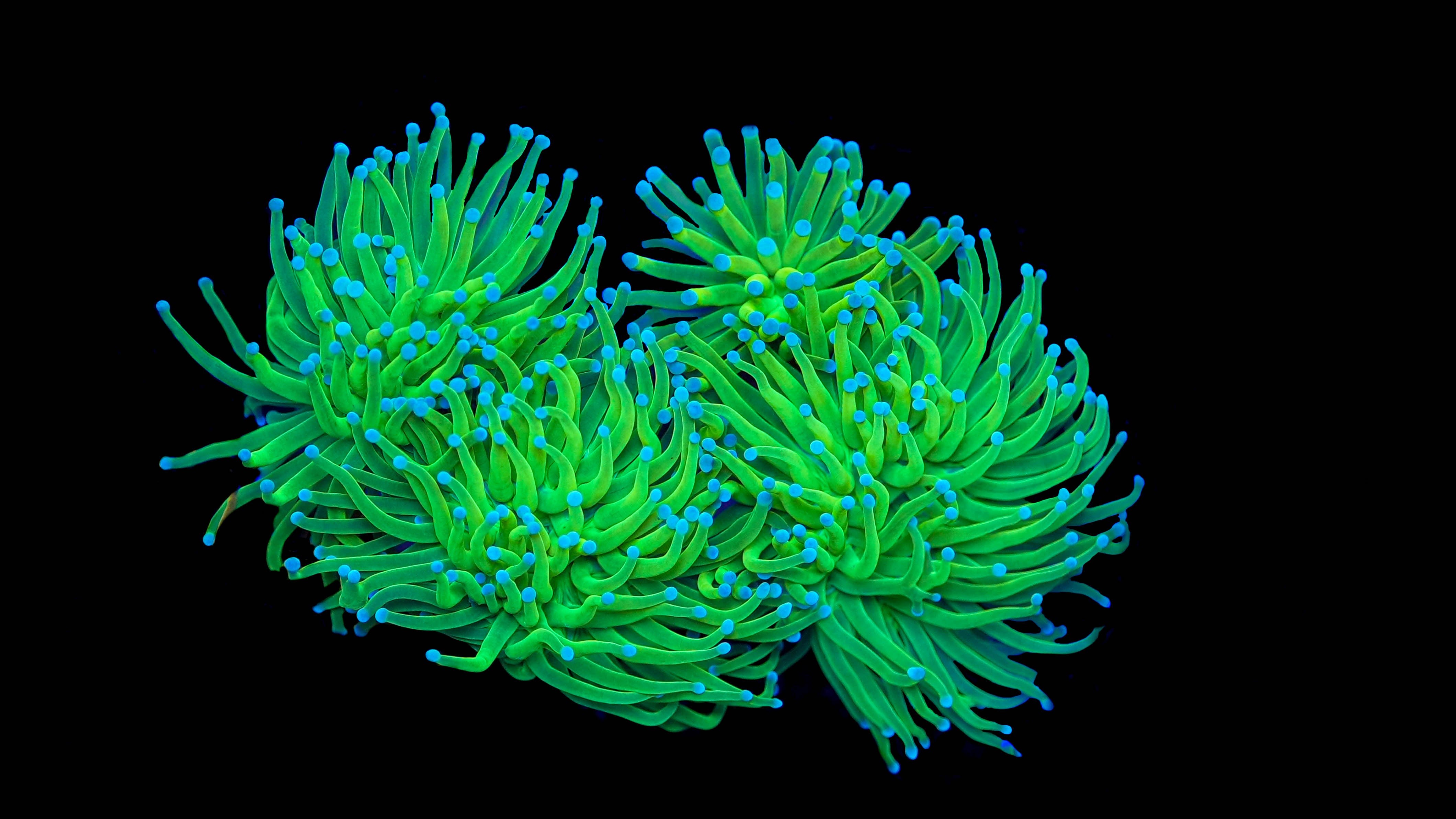 Neon Green Torch