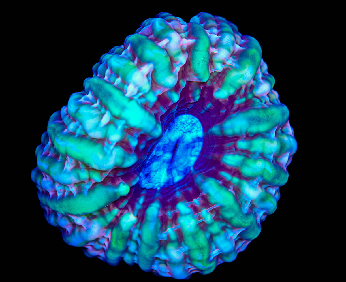 Blue Green Cynarina