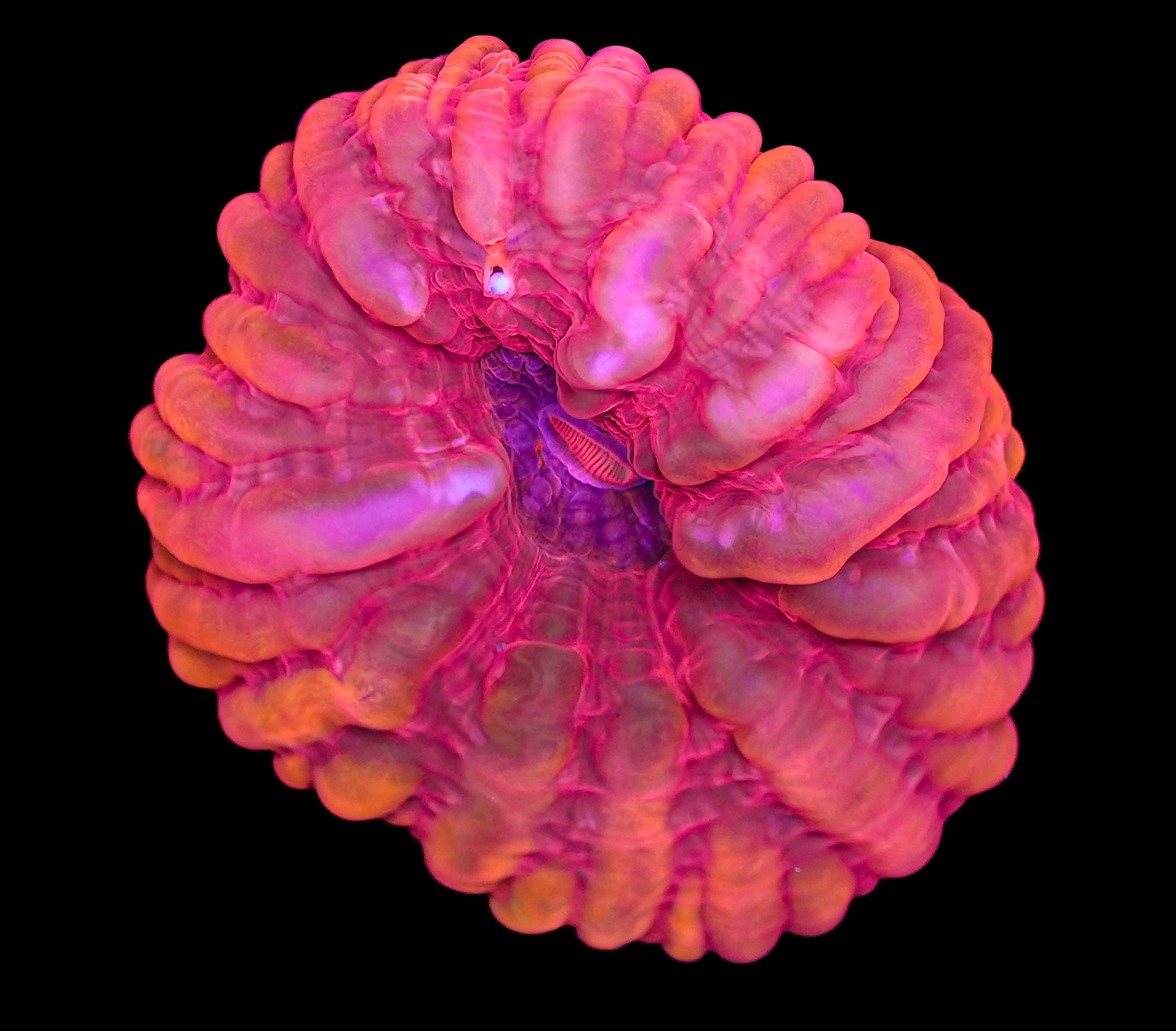 Ultra Red Cynarina