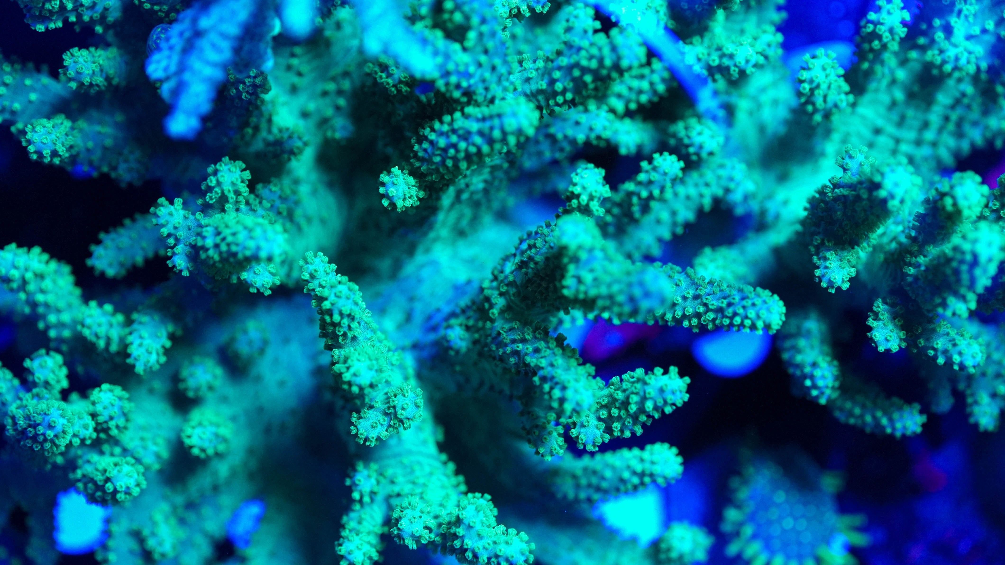 Leather Frag