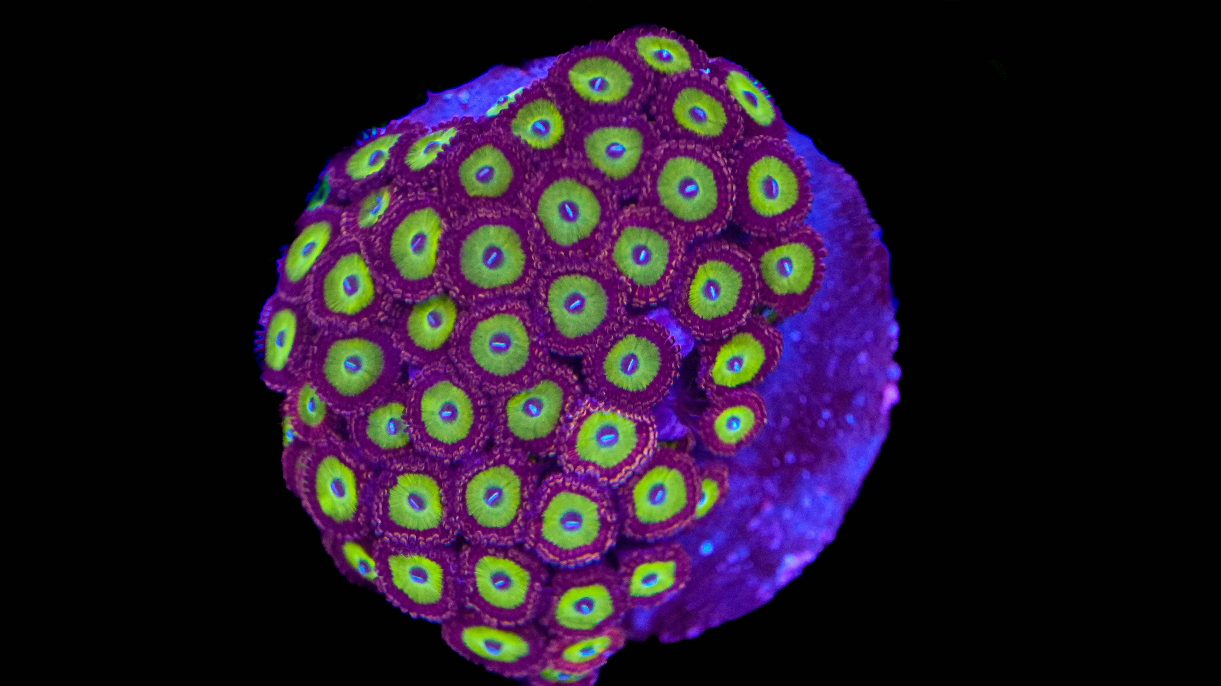 WYSIWYG Zoa Colony