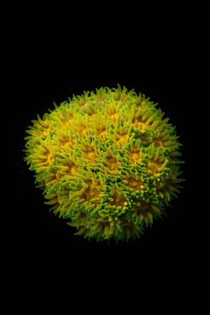 Polkaroo Leptastrea