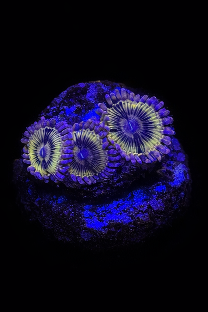 WYSIWG Chiquita Zoa (A4)