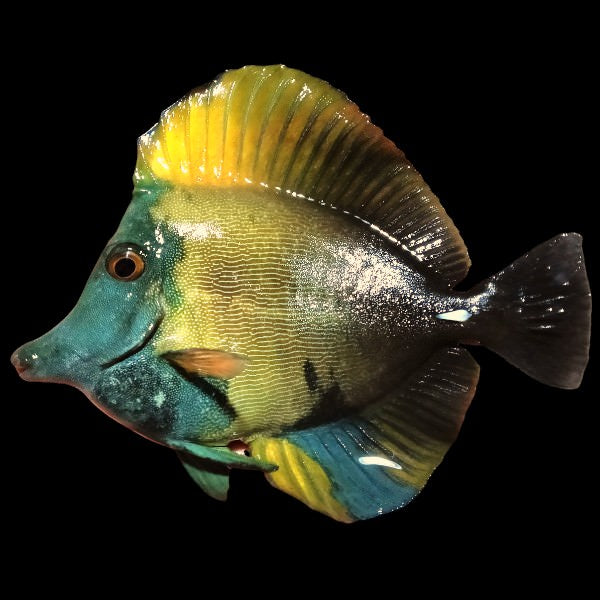 Koi Tang - Scoppa