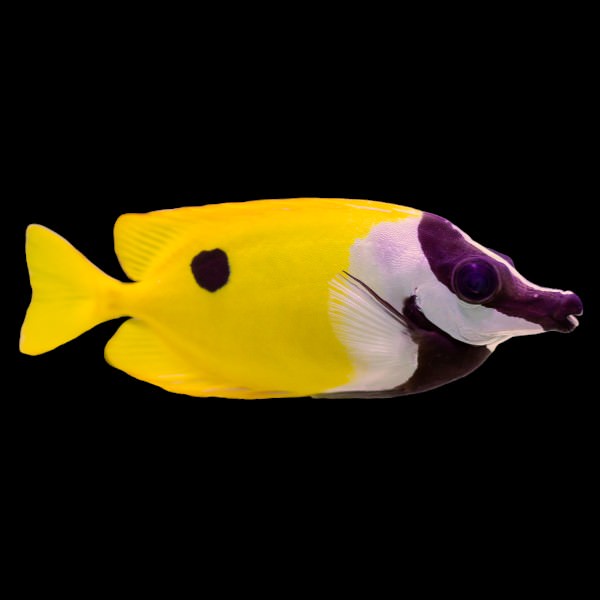 One Spot Foxface