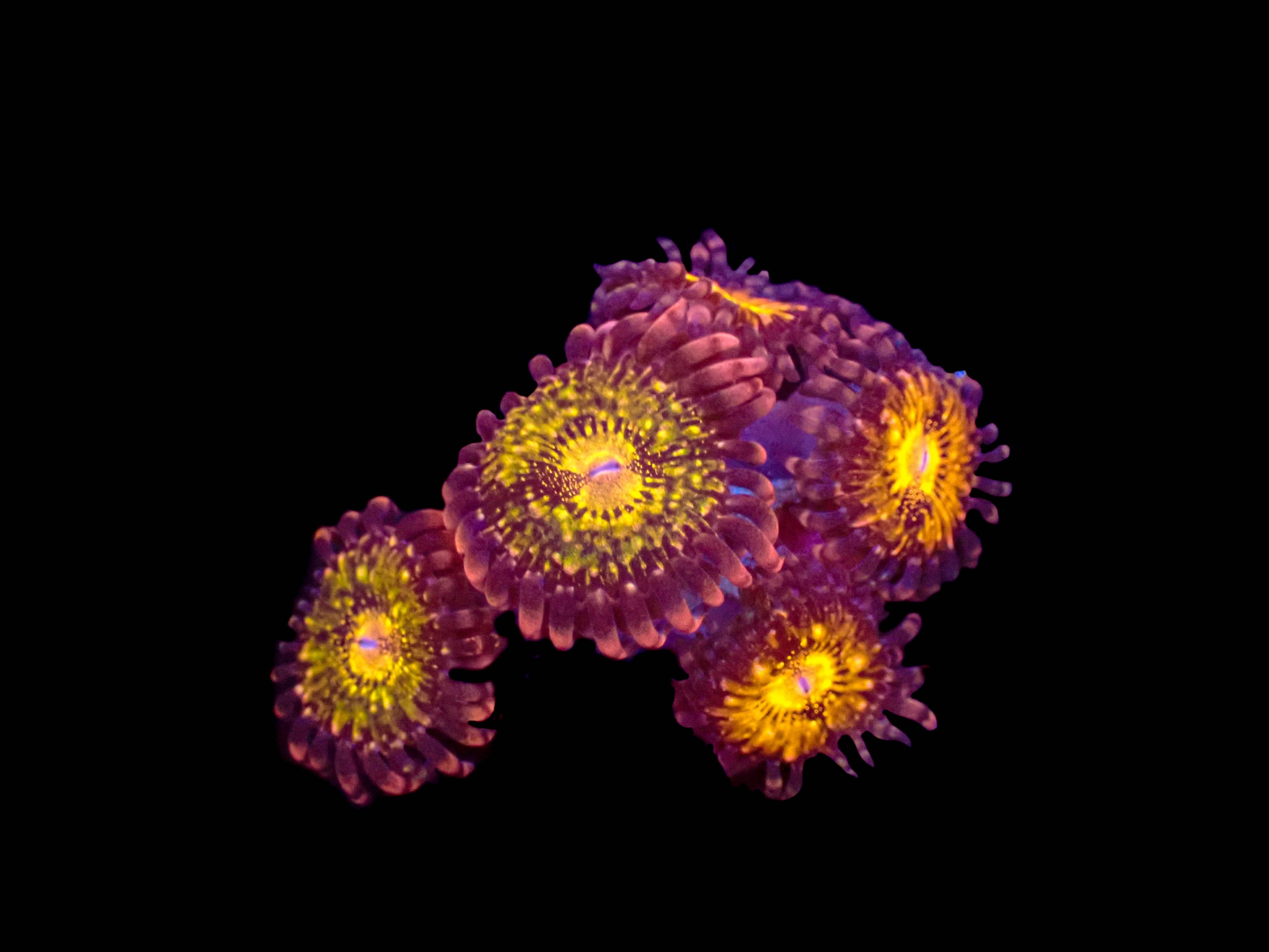 Pandora Zoanthid