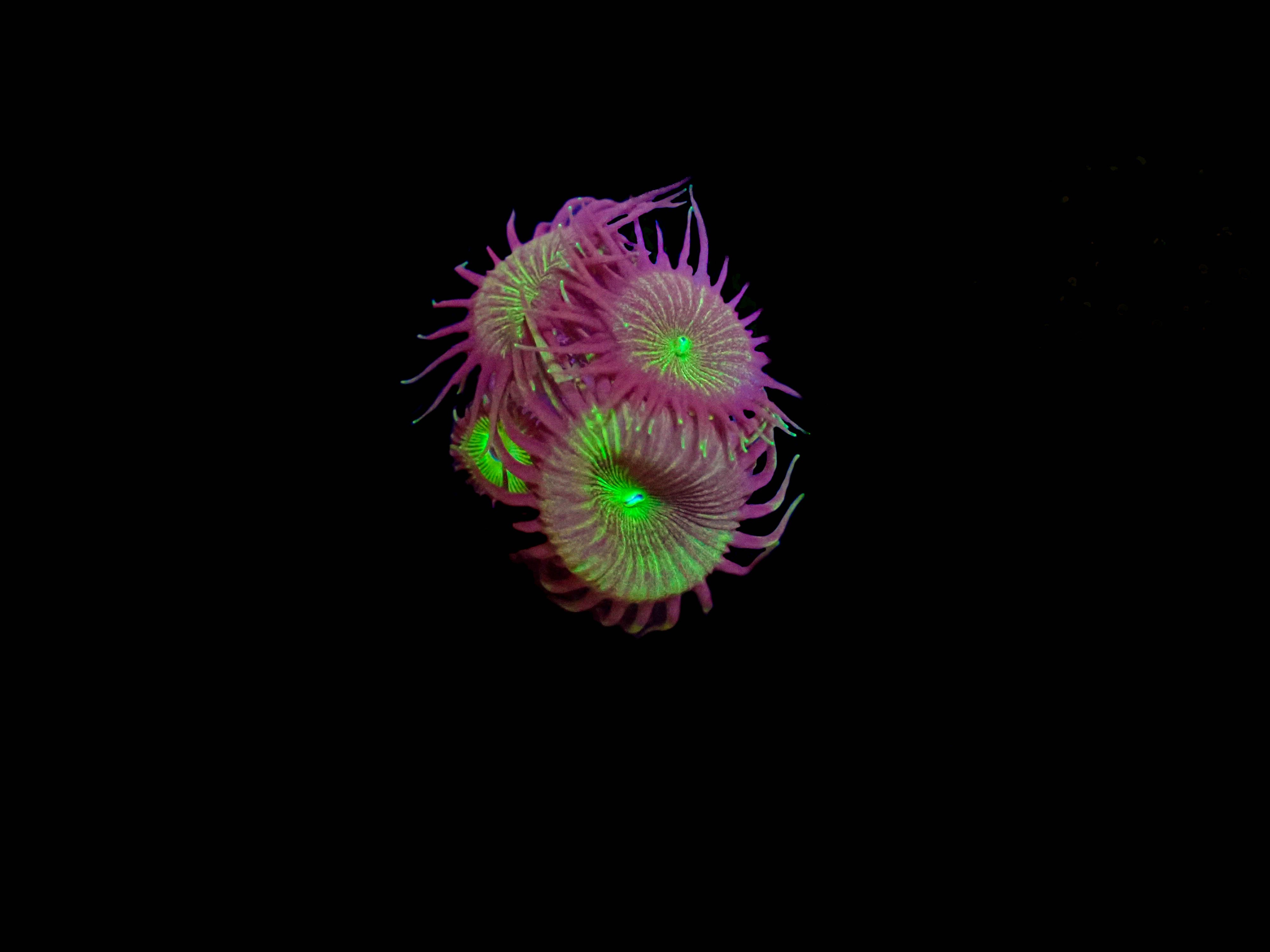 Green Palythoa