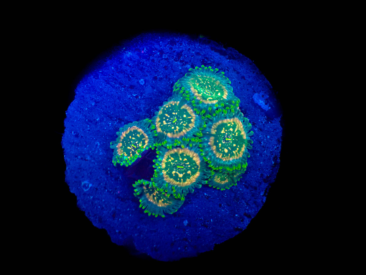 WYSIWYG Hawaiian People Eater Zoanthid