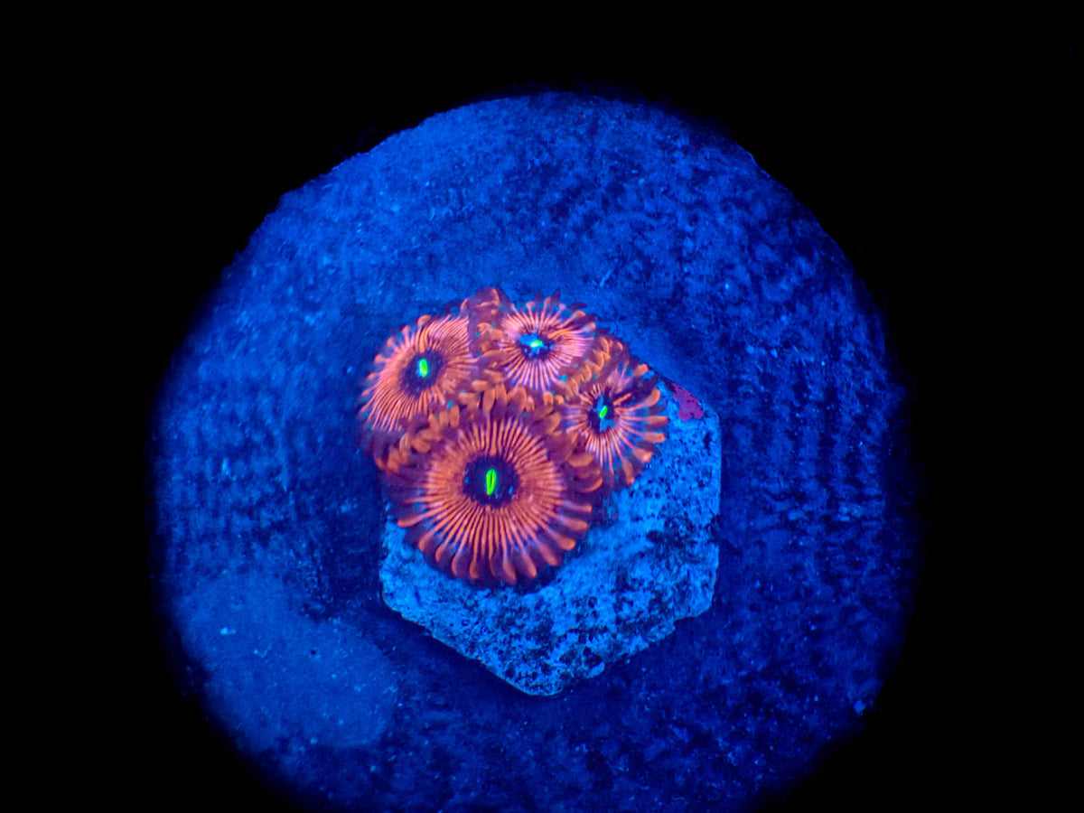 WYSIWYG Salted Agave Zoanthid