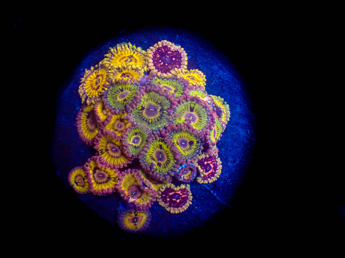 WYSIWYG Pink Chiquita Zoanthid + Space Chaos Zoanthid