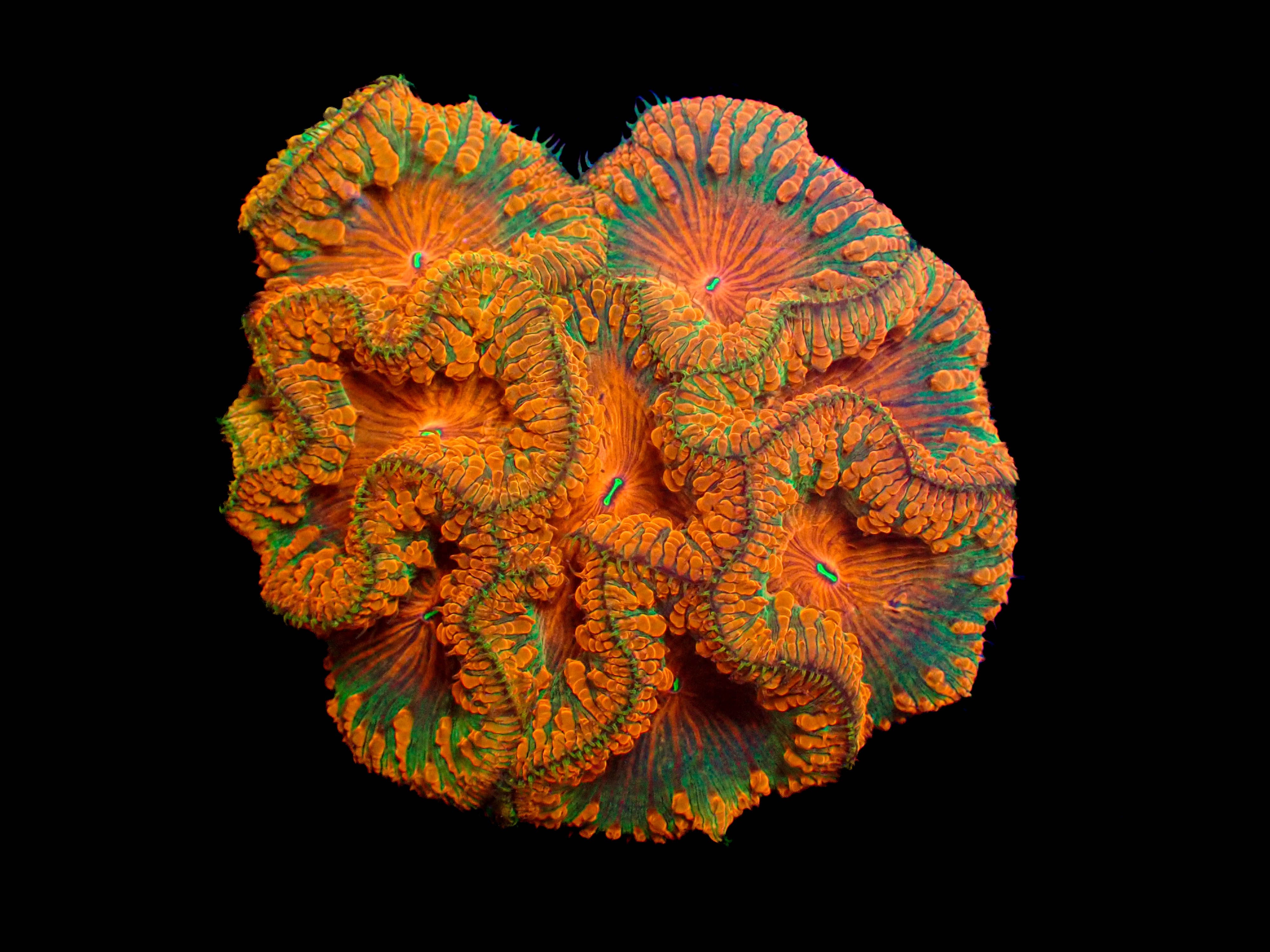 WYSIWYG Blastomussa Colony