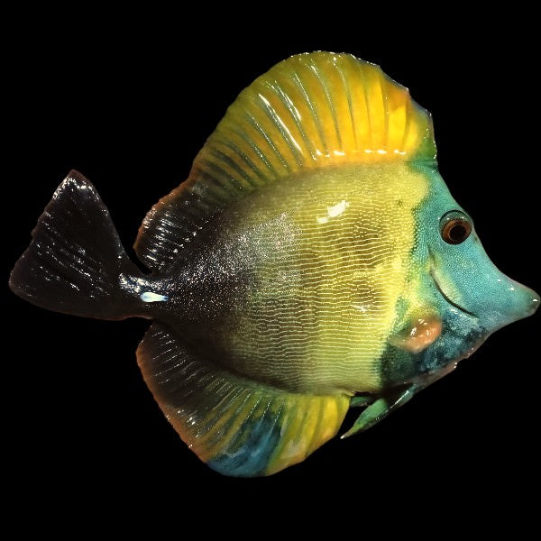 Koi Tang - Scoppa