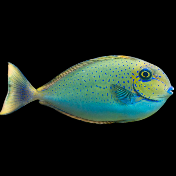 Vlamingii Tang